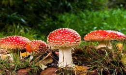 蘑菇视频在线观看吃瓜爆料,吃瓜爆料，娱乐圈幕后真相大曝光！